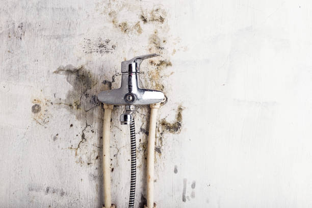 Best Fast Mold Removal  in Hays, NC