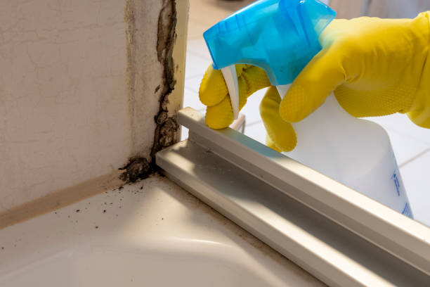 Best Mold Testing  in Hays, NC