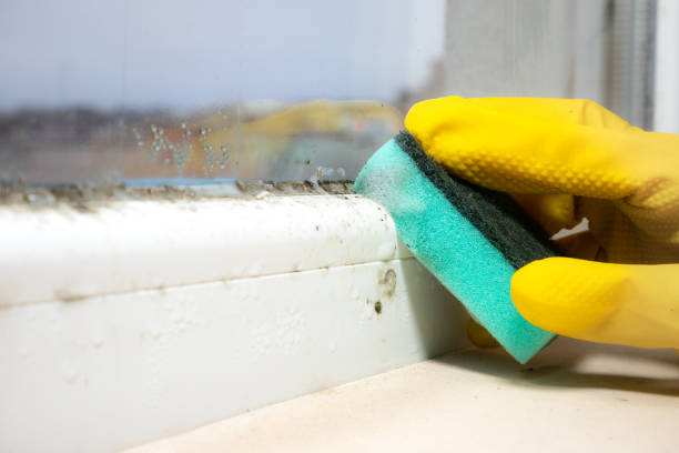 Best Black Mold Removal  in Hays, NC