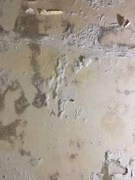 Best Same-Day Mold Removal  in Hays, NC