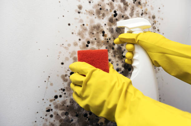 Best Crawl Space Mold Removal  in Hays, NC