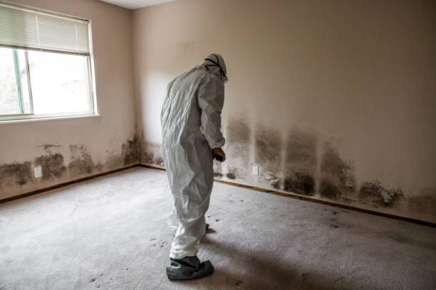 Attic Mold Removal in Hays, NC