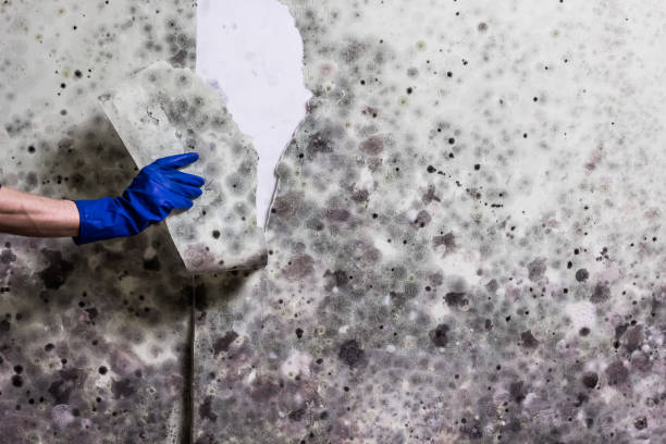  Hays, NC Mold Removal Pros