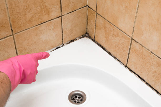 Mold Testing and Removal in Hays, NC