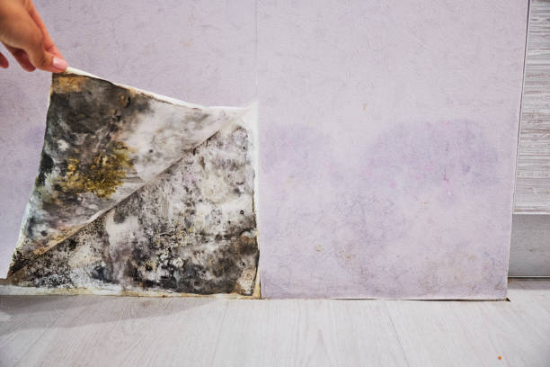 Best Affordable Mold Removal  in Hays, NC